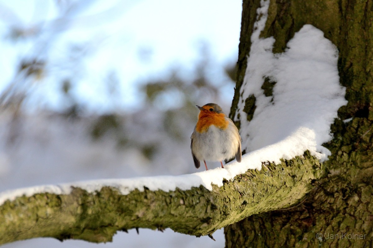 Roodborst-2.jpg - 06