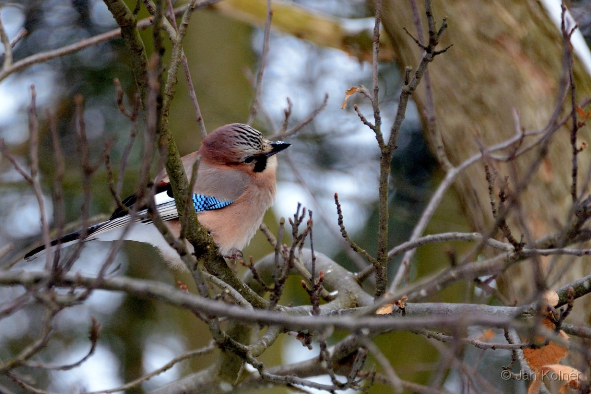 Vogels.jpg - 07