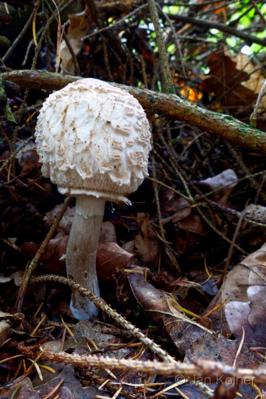 _1020035DxOa.jpg - 04