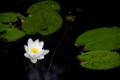 _DSC0239
