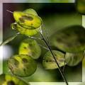 _DSC4029a