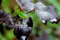 _DSC0111