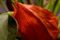 _DSC5253-a
