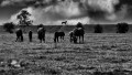 _1010952-zw - kopie