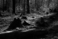 _DSC2015-zw
