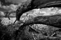 _DSC9064-zw
